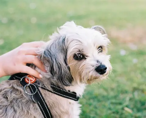 A small scruffy dog in a harness looks at the camera while a hand pats it on the grass at Bondi.