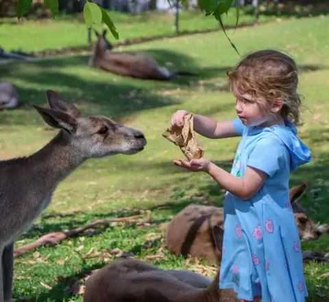 A little girl in a blue hoodie holds out a treat to a kangaroo on the grass at a Brisbane wildlife park.